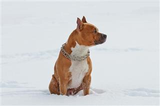 American Staffordshire Terrier Dog