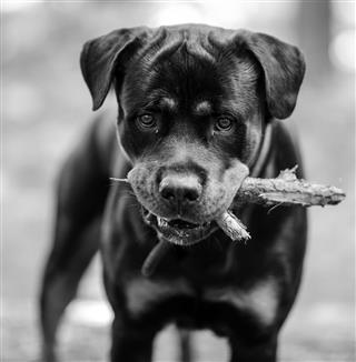 Rottweiler Portrait With Stick In Mouth