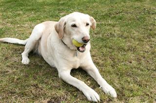Labrador Dog With Tennis Ball