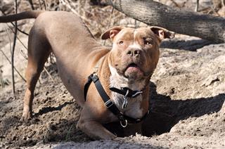 American Bully Digging In The Sand