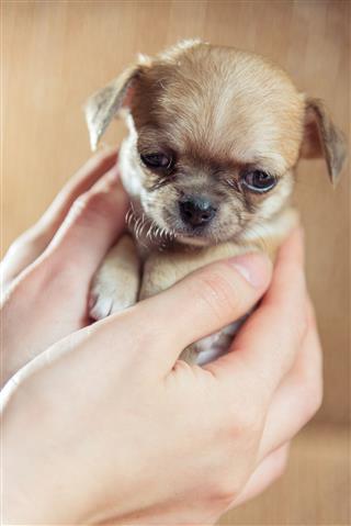 Chihuahua Puppy To Keep On Hands