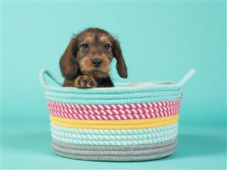 Puppy Dachshund In Colorful Basket