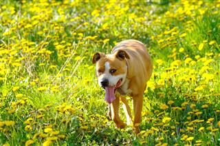 Female American Staffordshire Terrier Dog