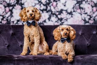 Two Brothers Poodle Together