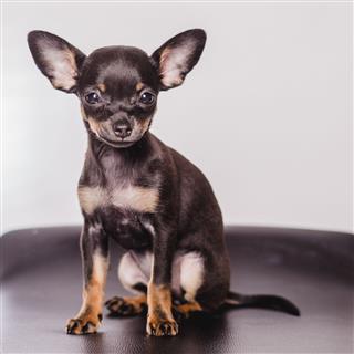 Little Chihuahua Puppy Dog