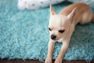Chihuahua Lying On Turquoise