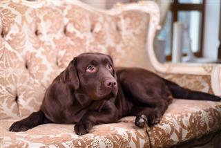 Brown Labrador Puppy Lying On Sofa