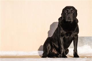 Labrador Retriever Watchdog Sitting