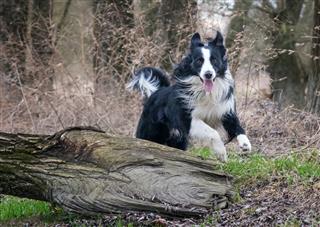 Border Collie Jumps Over A Wooden Trunk