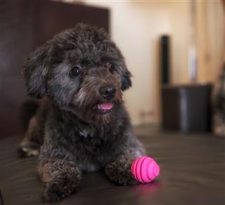 Black Poodle Toy With Pink Ball