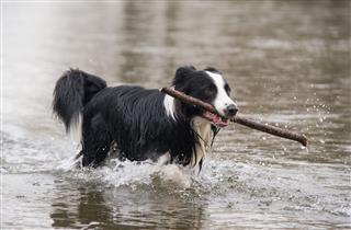 Swimming Border Collie With Wooden Stick