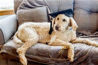 Poodle Dog Wearing Graduation Cap
