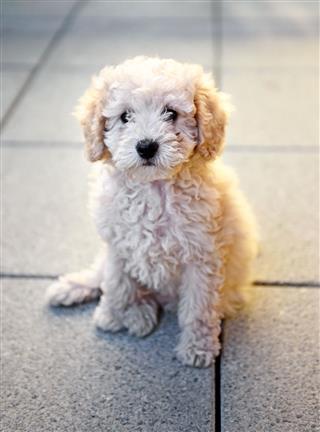 Poodle Puppy Sitting On Gray Tiles