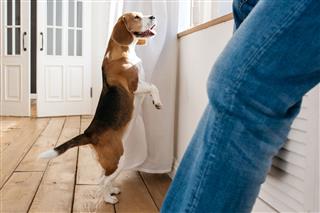 Beagle Dog And Its Owner