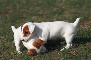 Cute Puppies At Play
