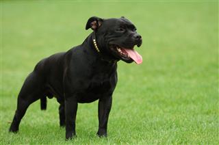 Black American Stffordshire Terrier Portrait