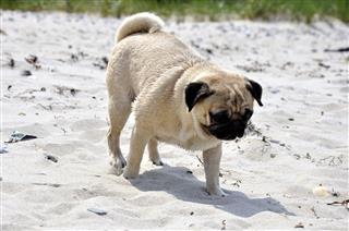 Pug At The Beach