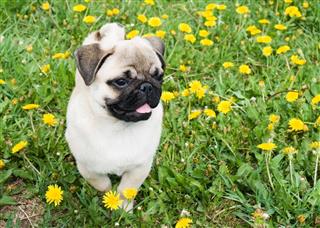 Puppy Of The Pug
