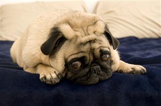 Cute Pug On Bed