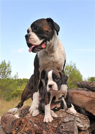 Mother And Puppy Boxer