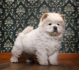 Young Chow Chow In A Retro Room