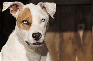 Blue Eyes Pit Bull Terrier Mix