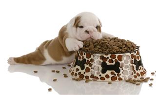 Weaning A Small Puppy