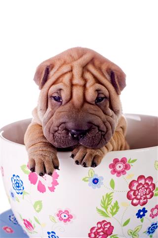 Shar Pei Baby Dog In Large Cup