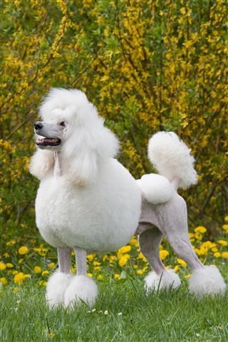 King Size White Poodle Dog