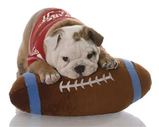 Adorable Bulldog Puppy Cuddling With Toy