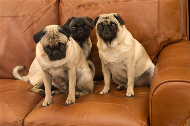 Three Pugs Leather Couch