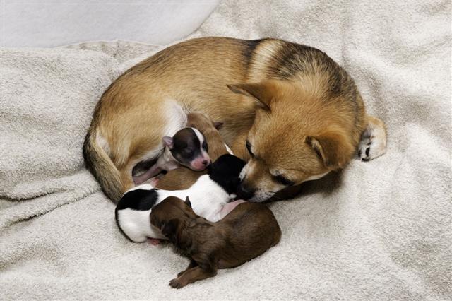 Newborn Chihuahua