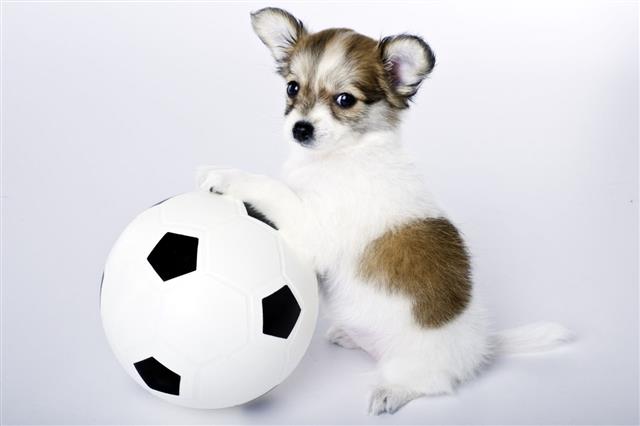 Dog With A Soccer Ball