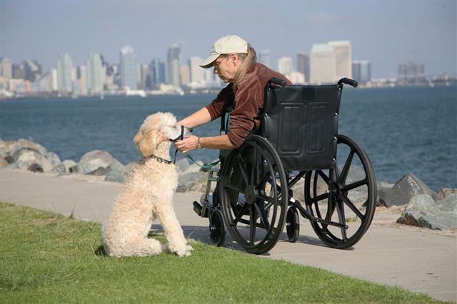 Woman In Wheelchair With Dog