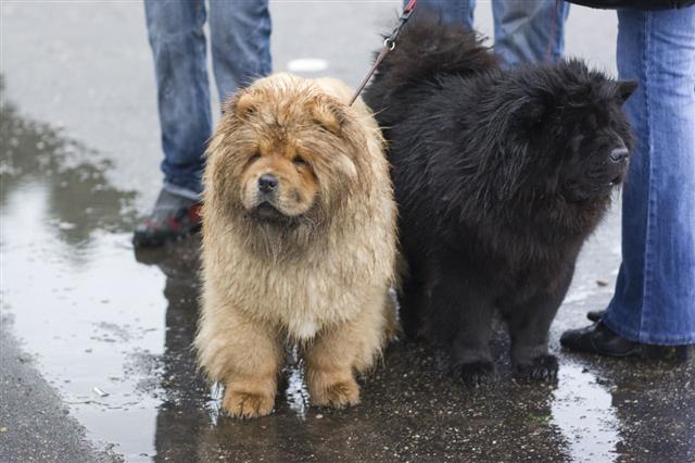 Two Chow Chow
