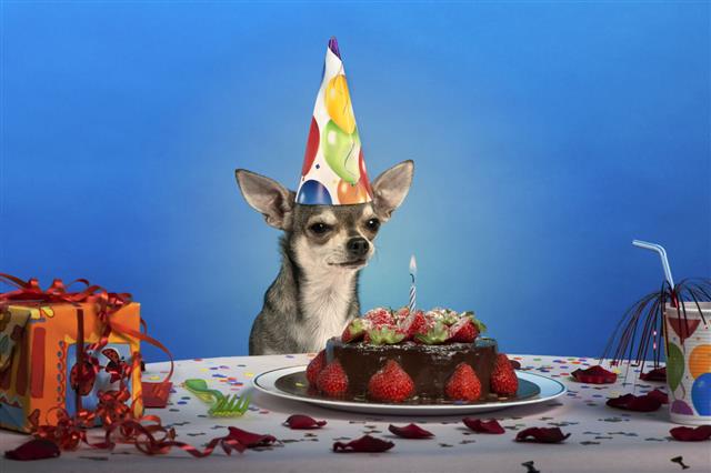 Chihuahua Wearing Birthday Hat