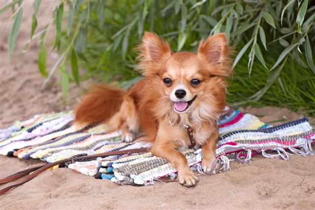 Chihuahua Dog Relaxing On The Beach