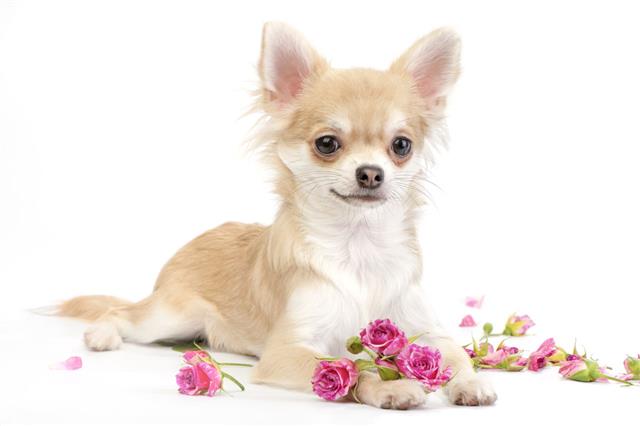 Chihuahua Dog With Roses Flowers