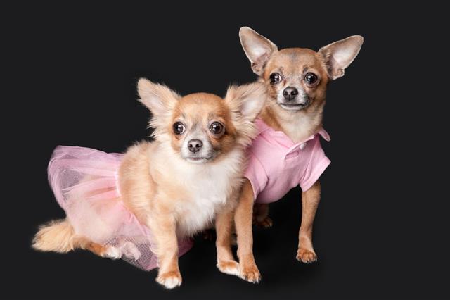 Chihuahua Dogs In Pink Outfits