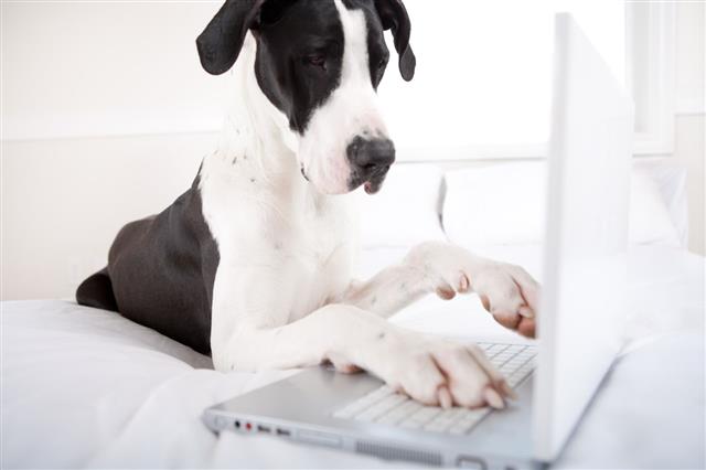 Great Dane Using Laptop In Bed
