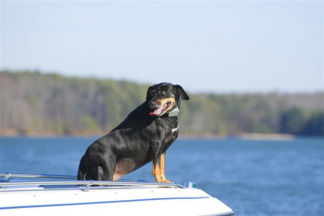 Old Dog On A Boat