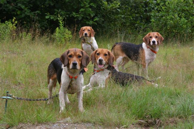 Beagles Dogs