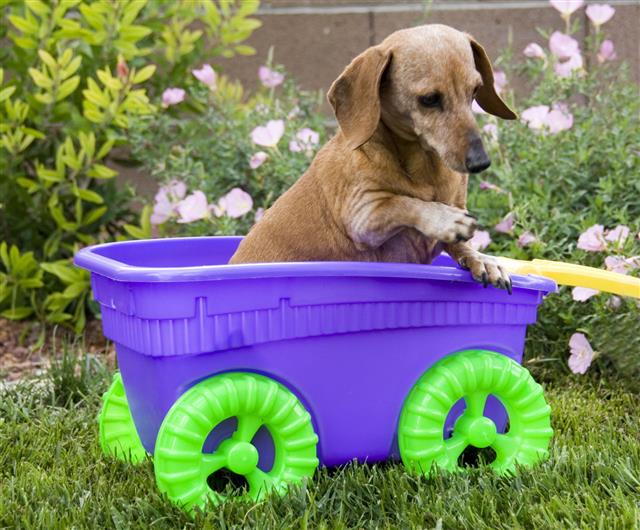 Doggie In The Wagon