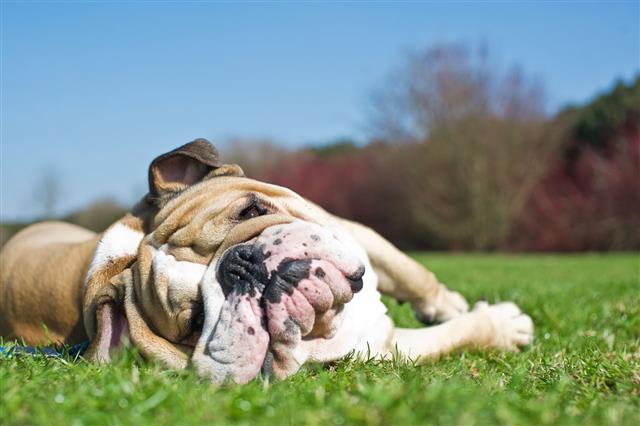 English Bulldog Lying In Grass