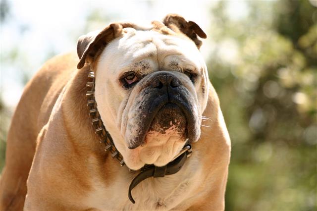 Large Bulldog With Brown Collar