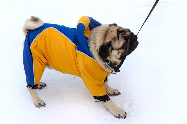 Pretty Pug Dog In Winter Outerwear