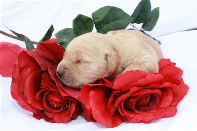 Golden Retriever Newborn On Roses