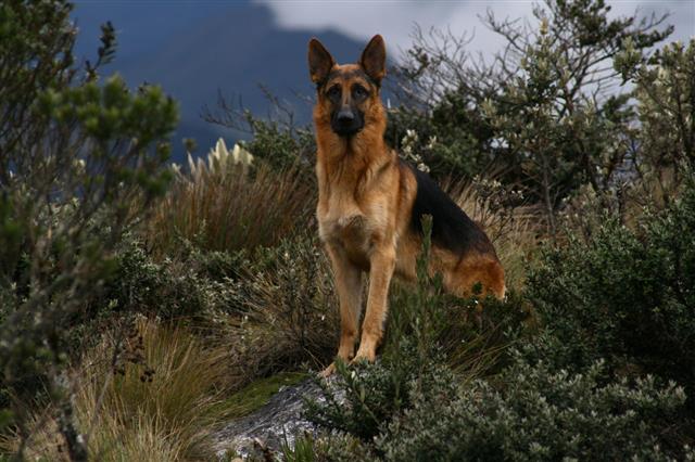German Shepherd In The Wilderness