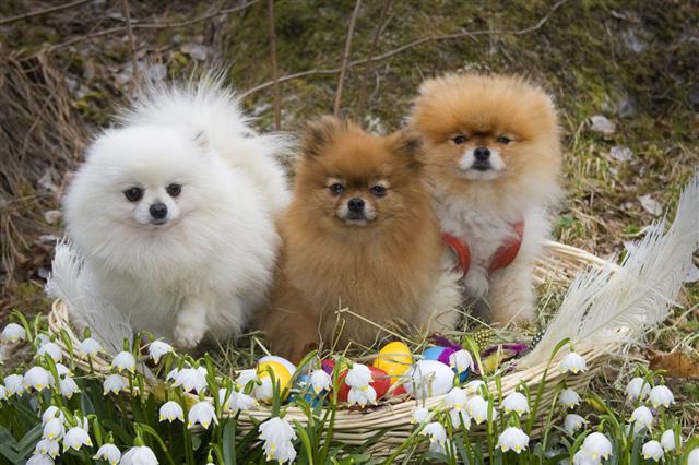 Happy Easter Pomeranian Easter Egg