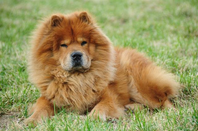 Red Chow